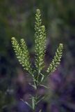 Lepidium densiflorum