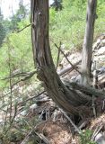 Juniperus oblonga. Нижняя часть дерева. Кабардино-Балкария, Эльбрусский р-н, окр. пос. Эльбрус, ок. 1800 м н.у.м., окраина леса на крутом склоне. 07.08.2018.