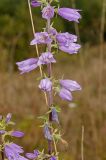 Campanula bononiensis. Часть соцветия. Башкортостан, Кугарчинский р-н, окр. дер. Мурадымово, природный парк \"Мурадымовское ущелье\", долина р. Большой Ик, луг. 2 сентября 2018 г.