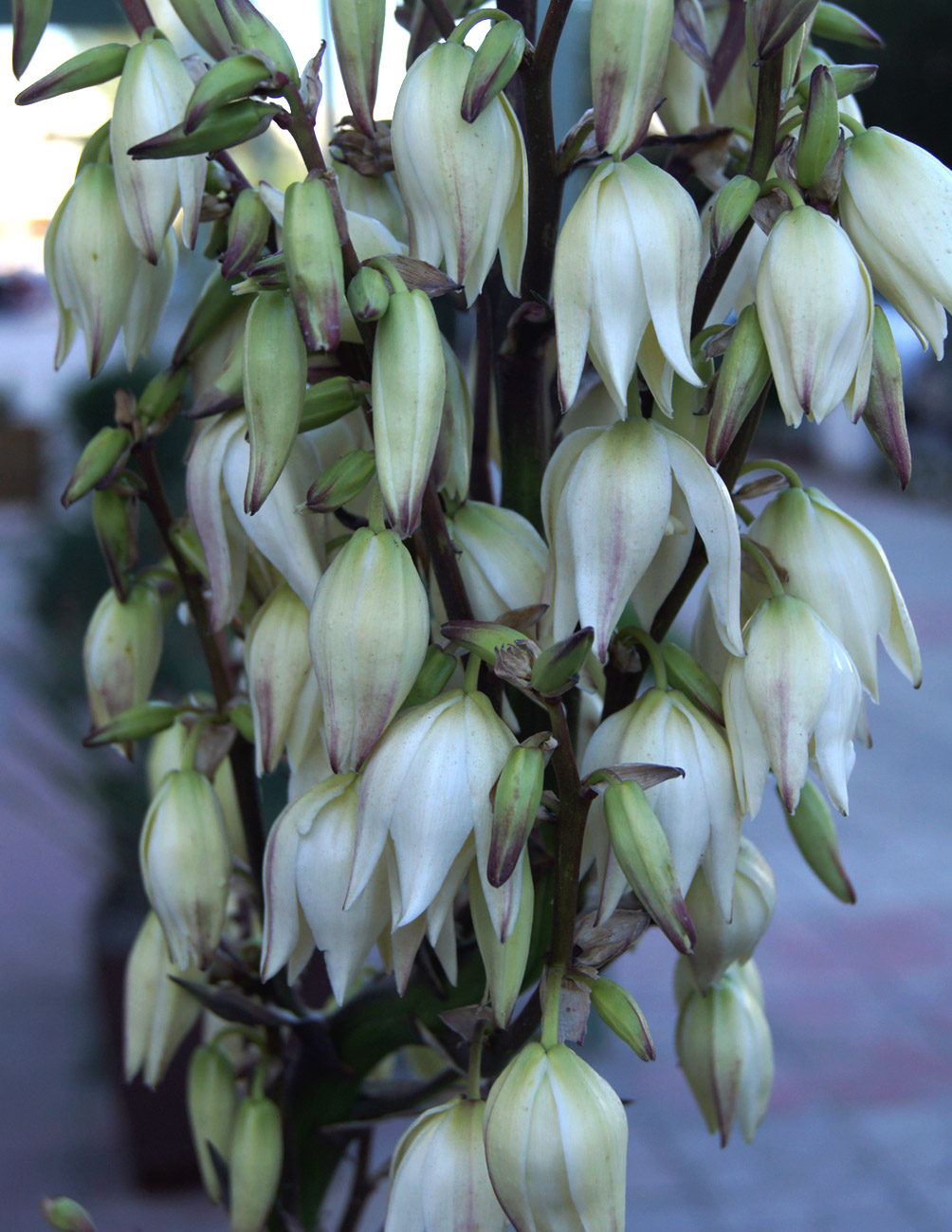 Изображение особи Yucca flaccida.