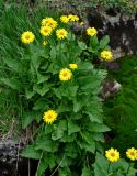 Doronicum altaicum