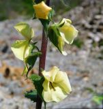 Verbascum spectabile