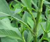 Persicaria lapathifolia