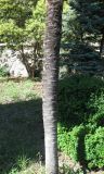 Trachycarpus fortunei. Ствол. Южный Берег Крыма, Артек, парк \"Суук-Су\". 23 июля 2010 г.