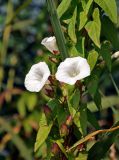 Calystegia sepium. Часть побега с цветками. Московская обл., окр. г. Железнодорожный, долина р. Чёрная, берег пруда. 06.08.2020.