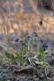 Pulmonaria mollis