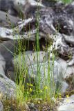 Juncus nodulosus. Цветущие растения (в сообществе с Ranunculus reptans). Мурманская обл., Кандалакшский р-н, Княжегубское вдхр., валунный берег оз. Пудос. 21.07.2020.