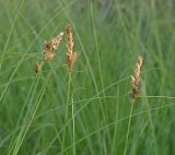 Carex disticha