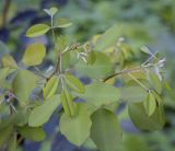 Lespedeza bicolor. Верхушка побега с развивающимся соцветием. Москва, ГБС, дендрарий. 31.08.2021.