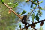 Larix cajanderi