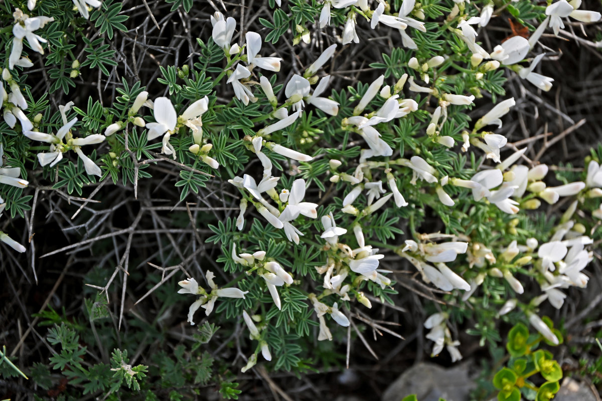 Изображение особи Onobrychis cornuta.