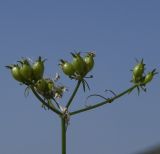 Coriandrum sativum