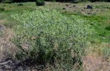 Eryngium billardieri. Расцветающее растение. Армения, обл. Арагацотн, окр. с. Агарак, ≈ 1000 м н.у.м., луговой склон. 20.06.2022.
