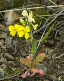 Chorispora sibirica. Цветущее и плодоносящее растение. Казахстан, Карагандинская обл., мелкосопочник. 14.05.2011.