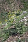 Ferula tenuisecta. Цветущее растение. Южный Казахстан, хр. Боролдайтау, ущ. Кенозен; 1200 м н.у.м. 01.05.2012.