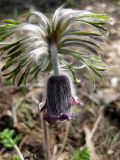 Pulsatilla pratensis