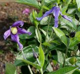 Clematis integrifolia