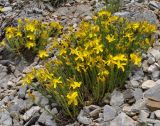 Hypericum olympicum