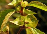 Acalypha australis. Часть соплодия с незрелыми плодами. Приморский край, Спасский р-н, окр. с. Хвалынка. 11.09.2013.