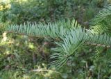 Abies chensiensis