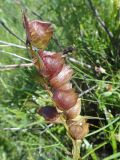 Rhinanthus serotinus. Соплодие с вызревшими коробочками. Иркутская обл., Иркутский р-н, дер. Позднякова, заболоченный луг с ивами. 29.07.2014.