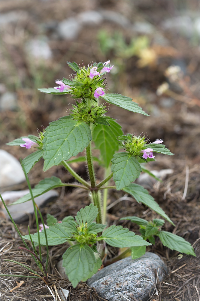 Изображение особи Galeopsis bifida.