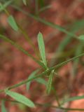 Centaurea deusta