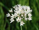 Allium ramosum. Соцветие. Иркутская обл., Иркутский р-н, окр.пос. Боково. 19.06.2014.