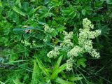 genus Galium. Верхушка цветущего растения. Курильские о-ва, о-в Кунашир, окр. дачного пос. Третьяково. 24 июля 2015 г.