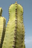 Euphorbia canariensis. Верхушка побега. Испания, Канарские о-ва, Тенерифе, мыс Тено, заросли суккулентных кустарников на каменистом пляже. 5 марта 2008 г.