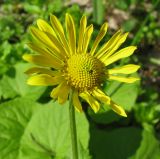 Doronicum orientale