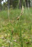 Carex lasiocarpa. Верхушка отцветающего побега. Архангельская обл., Холмогорский р-н, окр. пос. Усть-Пинега, болото. 10.07.2014.