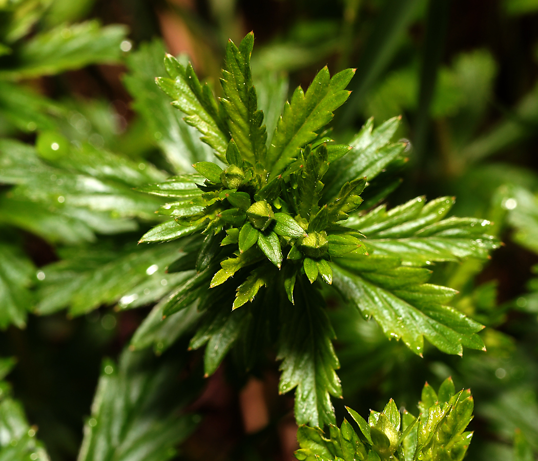 Изображение особи Potentilla erecta.