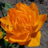 Trollius ircuticus