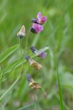 Lathyrus linifolius. Соцветия с распустившимися, отцветающими цветками и завязавшимся стручком (var. montanus). Санкт-Петербург, Пушкинский р-н, Павловский парк, разнотравный луг. 02.06.2016.