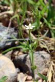 Centaurium meyeri. Верхушка цветущего растения. Узбекистан, Ташкентская обл., склон Угамского хр. близ устья Наволисая. 11.06.2016.