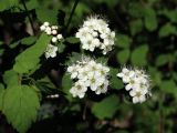 Spiraea ussuriensis. Соцветия и листья. Приморье, Лазовский р-н, с. Чистоводное, у дороги. 10.05.2015.