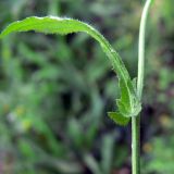 Capsella bursa-pastoris