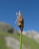 Eleocharis quinqueflora