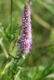 Veronica spicata подвид bashkiriensis. Соцветие (розовоцветковая форма). Пермский край, Кунгурский р-н, окр. с. Филипповка, северная часть Кунгурской лесостепи, гора Ледяная, южный склон. 16.07.2017.