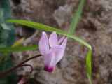 Cyclamen persicum. Цветок. Израиль, Иерусалим, около монастыря Святого Креста среди кустарника у внешней ограды монастыря. 23.01.2018.