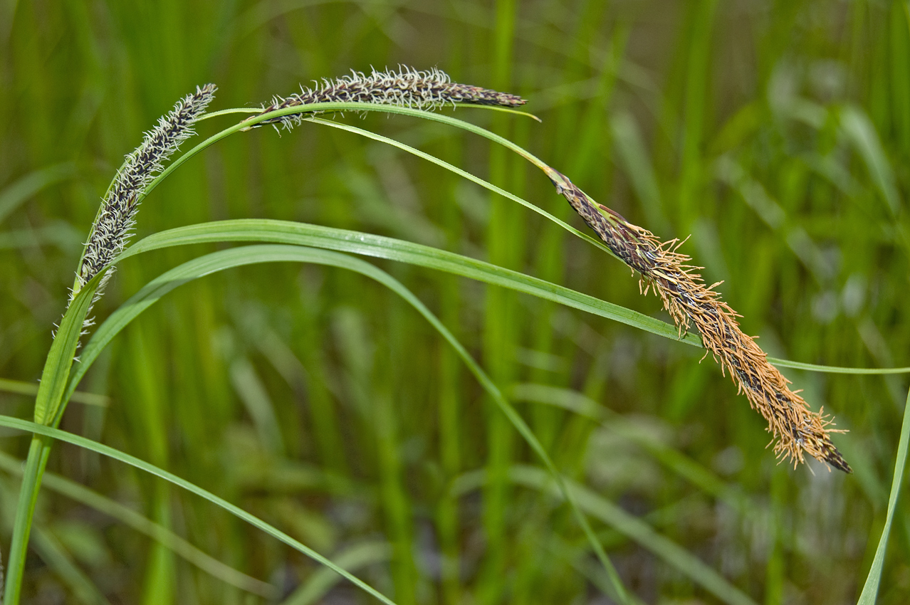 Изображение особи Carex acuta.