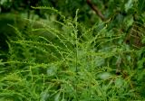 Solidago canadensis