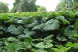 Petasites hybridus