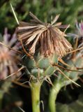 Centaurea raphanina подвид mixta