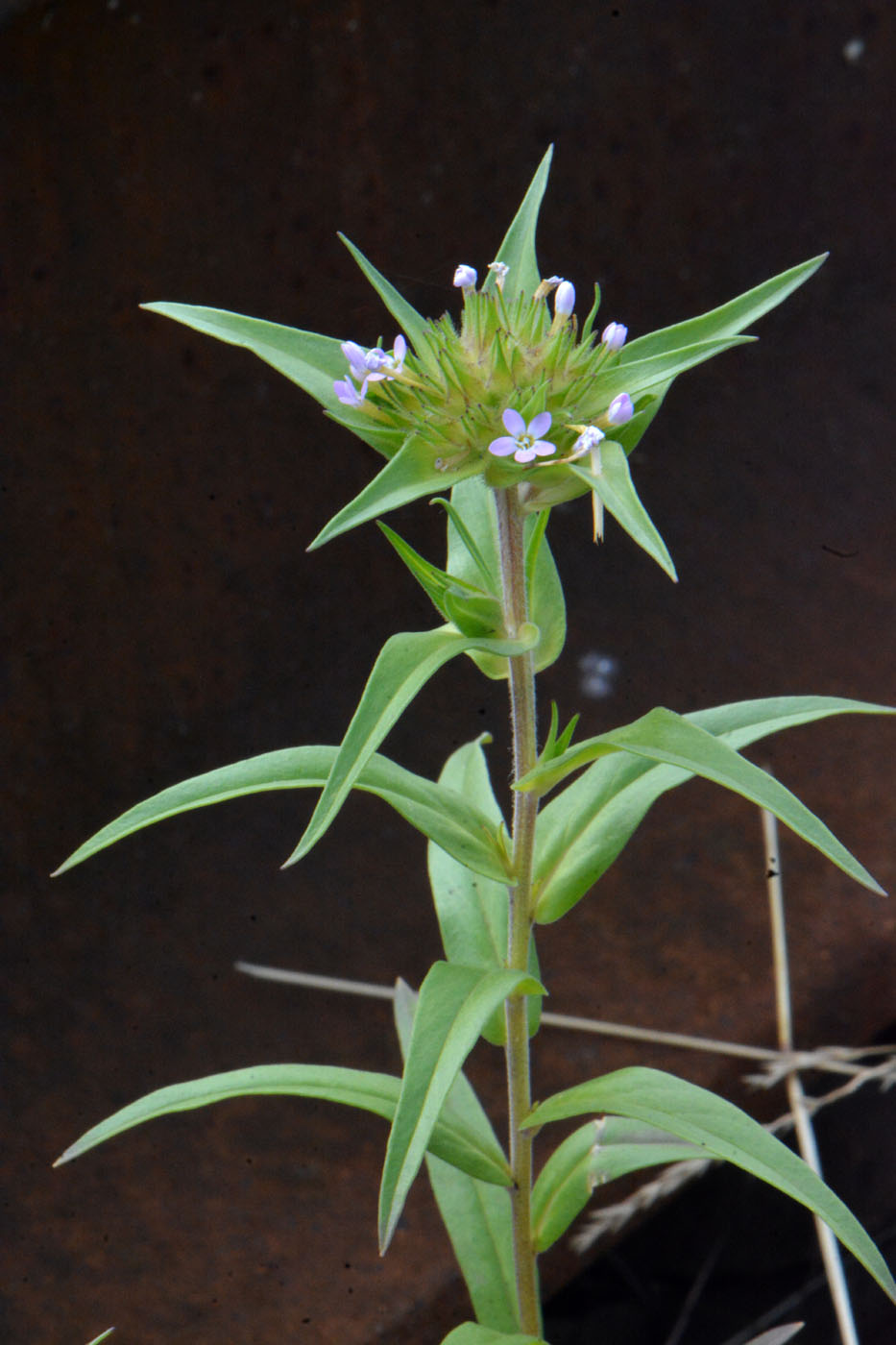 Изображение особи Collomia linearis.