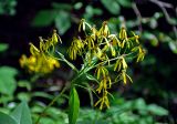 Senecio ovatus