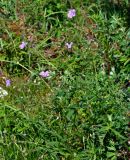 Geranium laetum. Верхушка цветущего растения. Алтай, Кош-Агачский р-н, долина р. Верхняя Карасу, ≈ 1100 м н.у.м., луг. 22.06.2019.