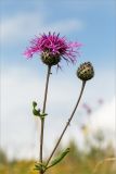 Centaurea scabiosa. Верхушка цветущего растения. Псковская обл., Печорский р-н, Изборско-Мальская долина восточнее оз. Городищенское, суходольный разнотравно-злаковый луг. 03.08.2019.