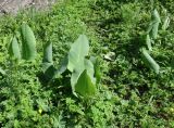 Ligularia heterophylla